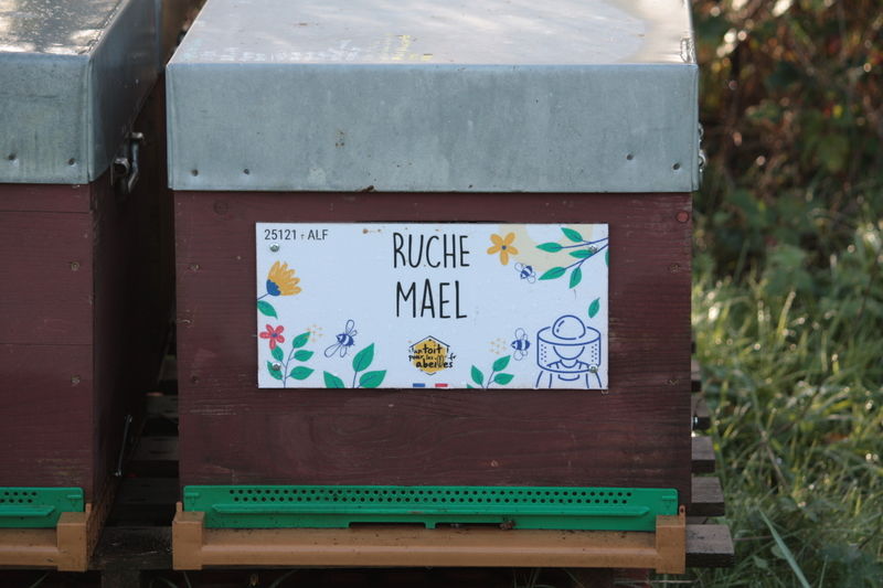 La ruche Mael