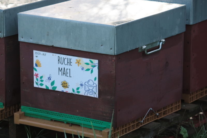La ruche Mael
