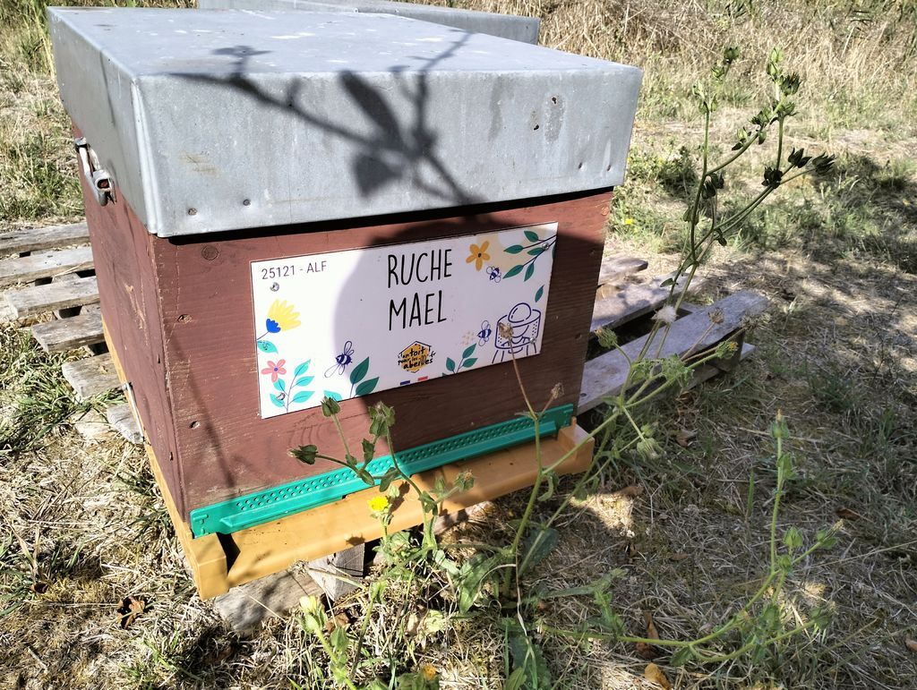 La ruche Mael