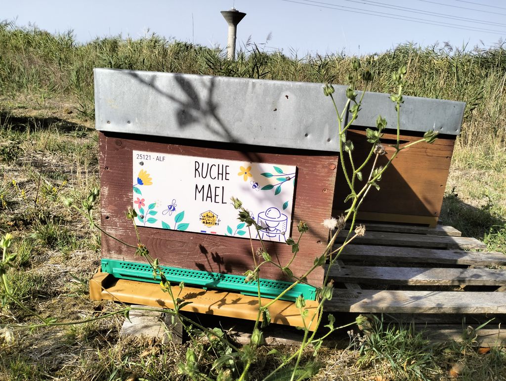 La ruche Mael
