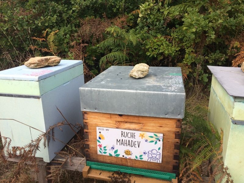 La ruche Mahadev