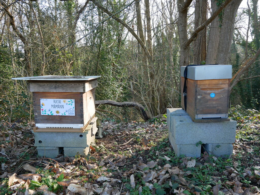 La ruche Mamann