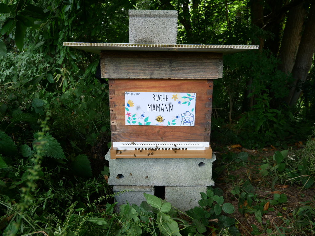 La ruche Mamann