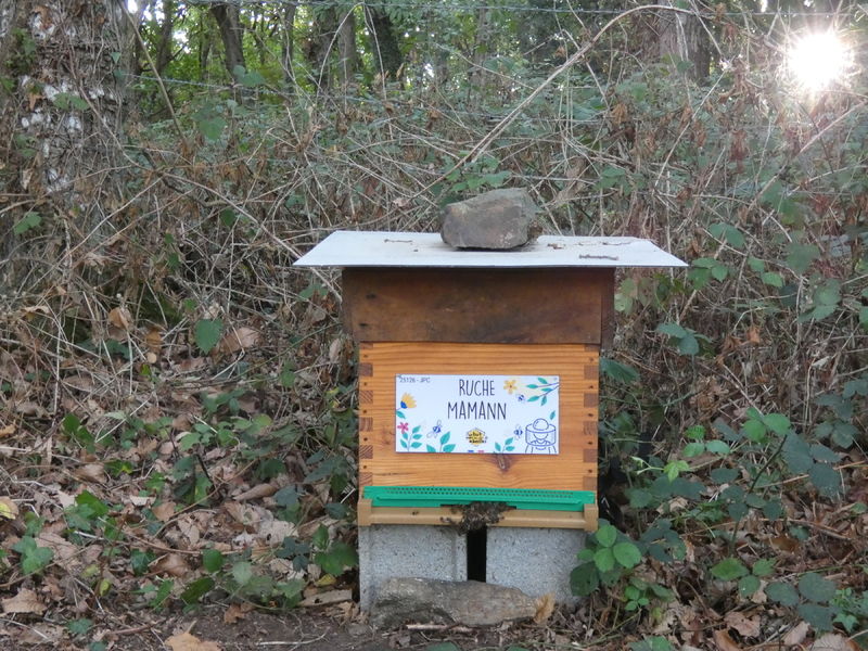 La ruche Mamann