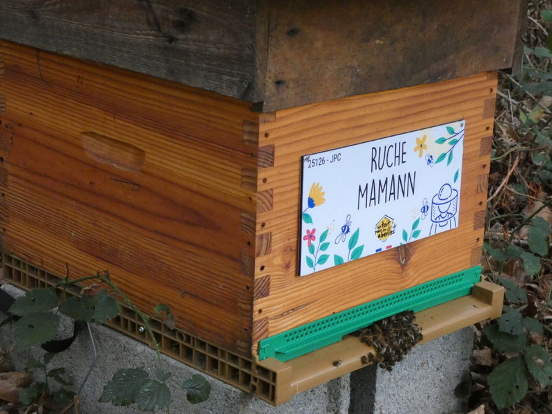 La ruche Mamann