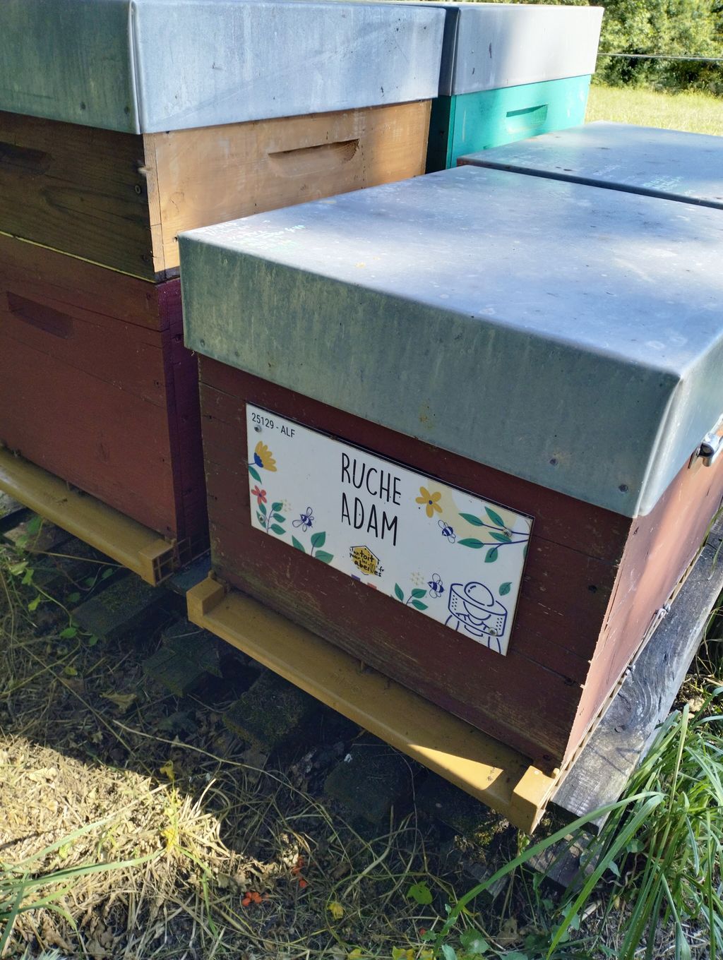 La ruche Adam