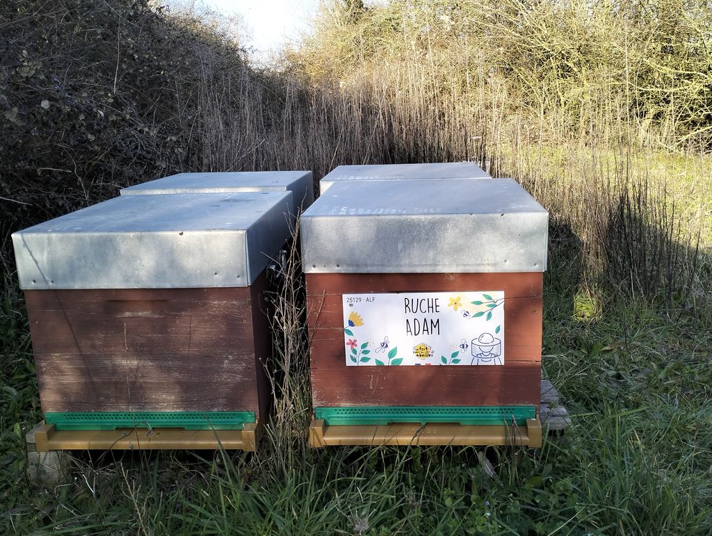 La ruche Adam