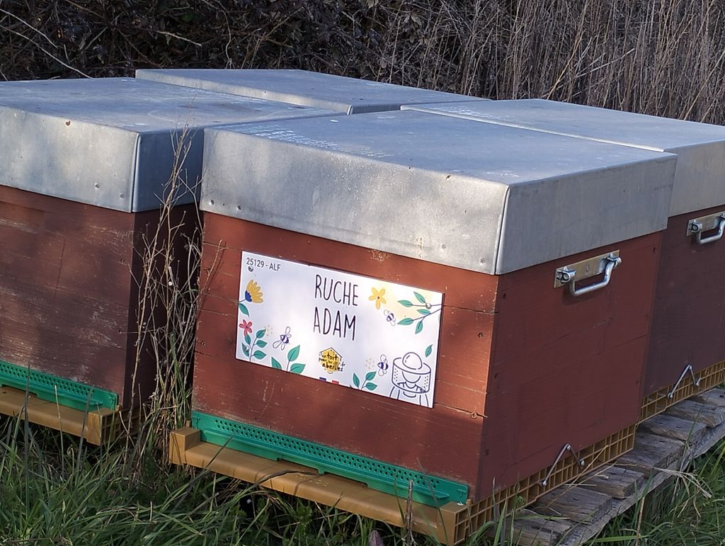 La ruche Adam