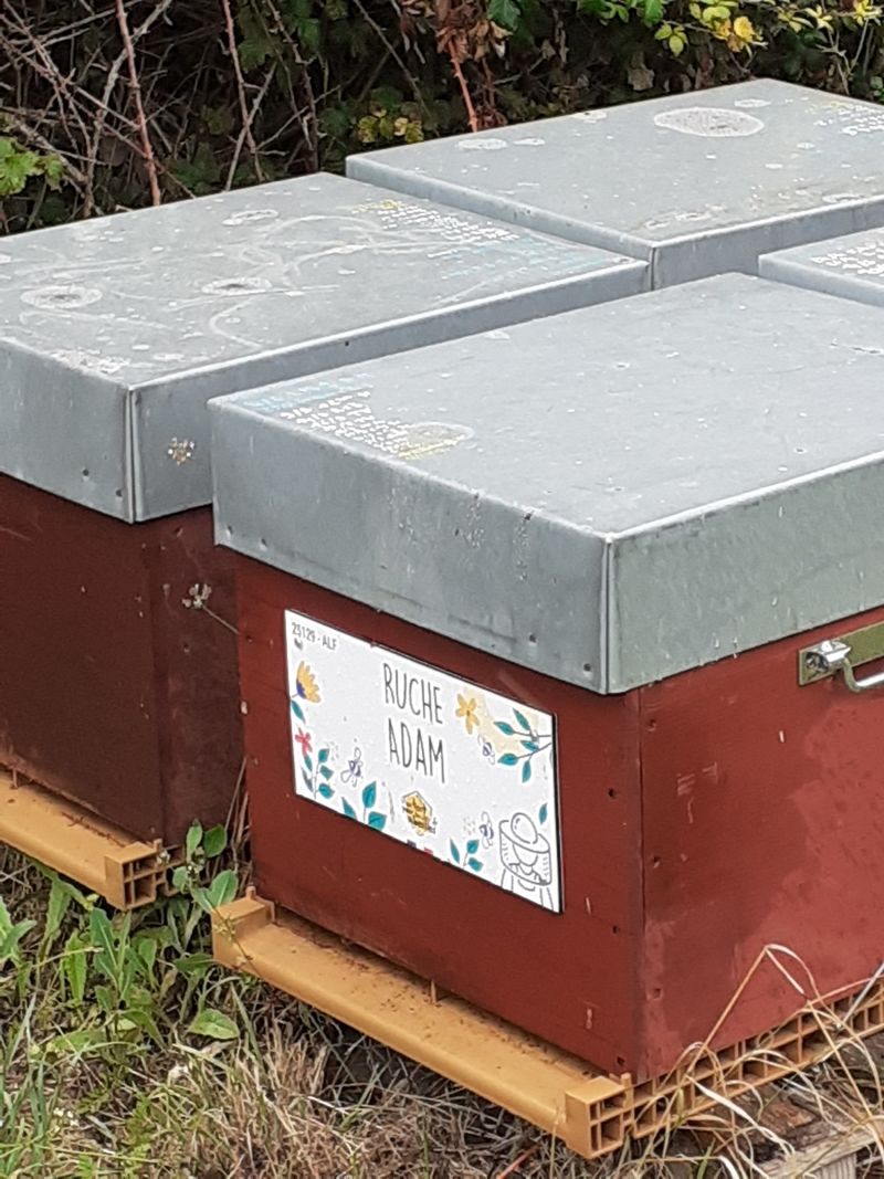 La ruche Adam