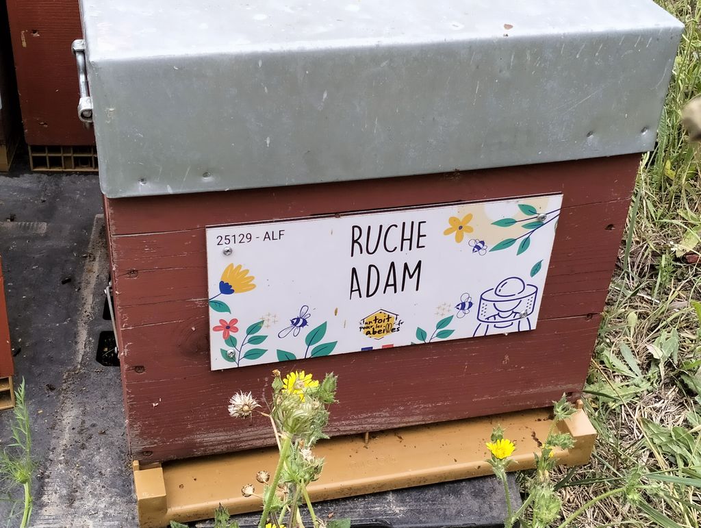 La ruche Adam