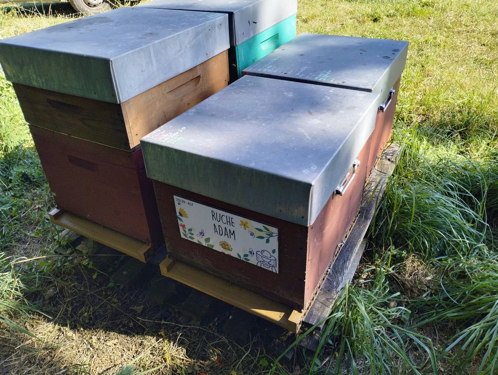 La ruche Adam
