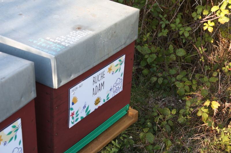 La ruche Adam