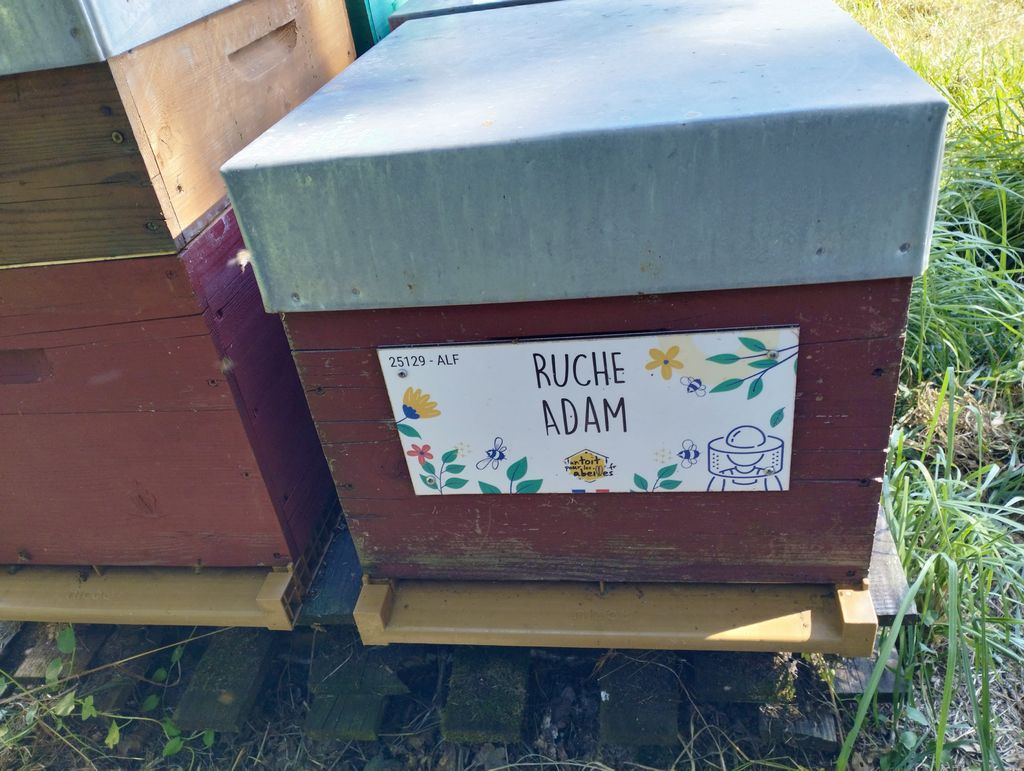 La ruche Adam