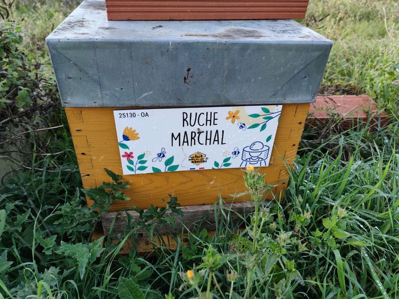 La ruche Marchal