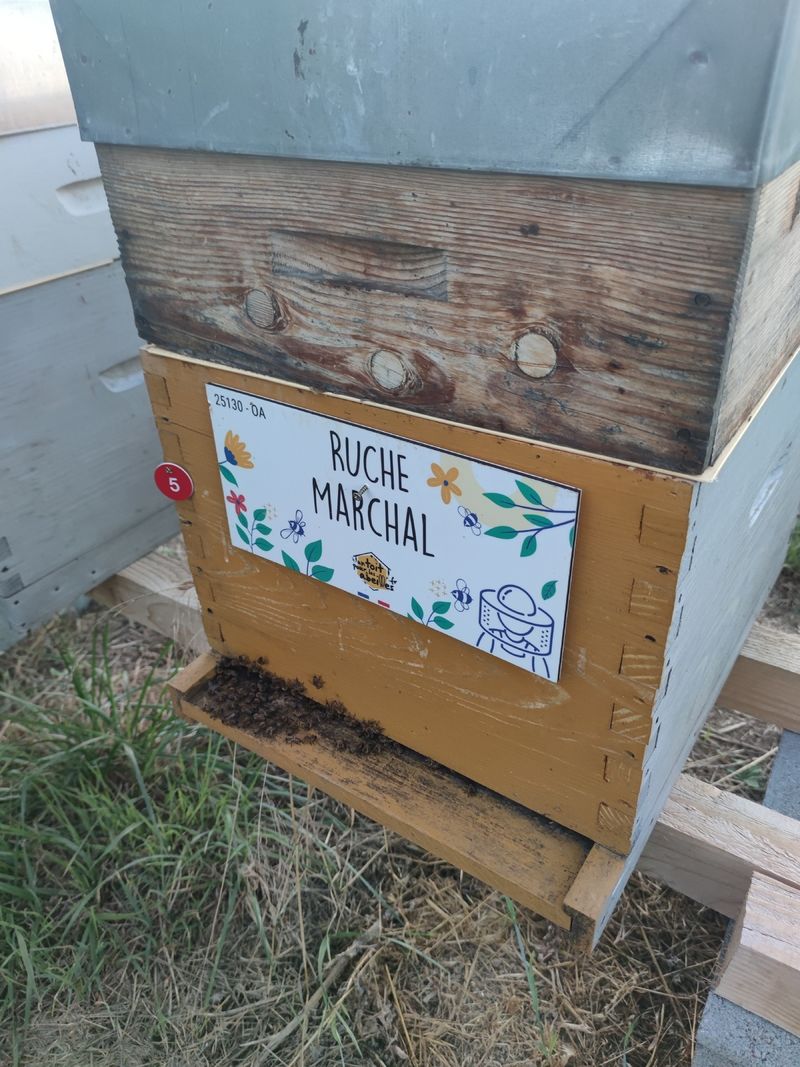 La ruche Marchal