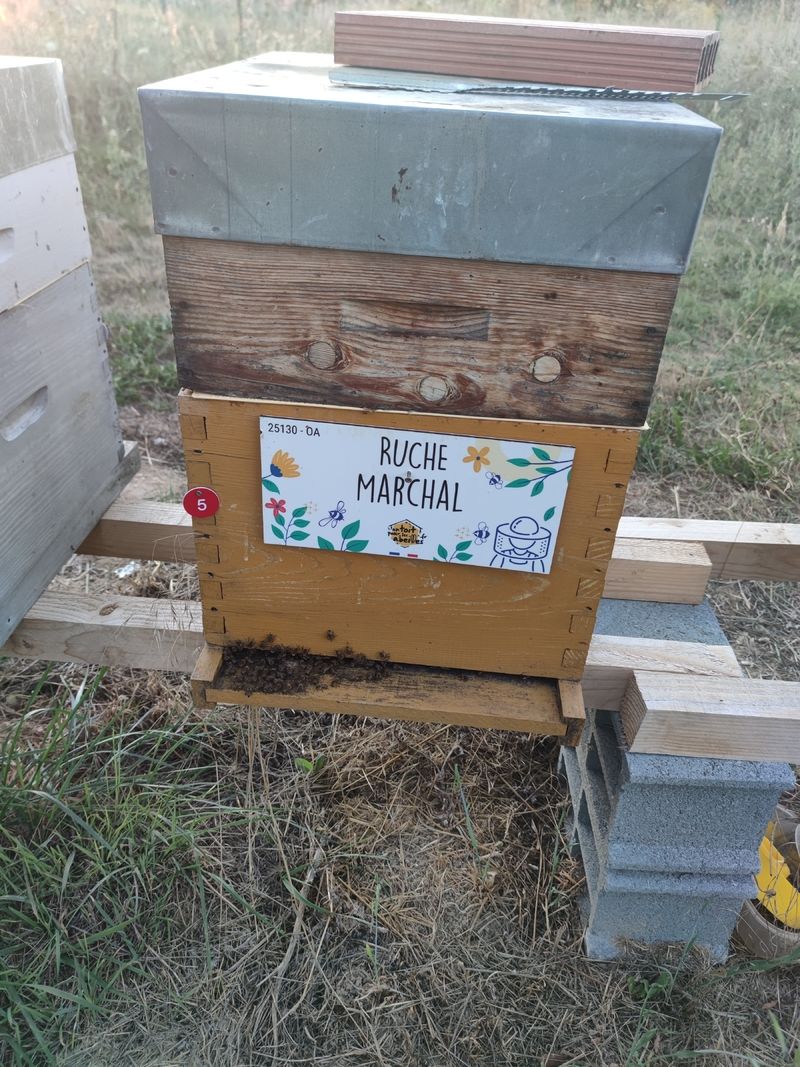 La ruche Marchal