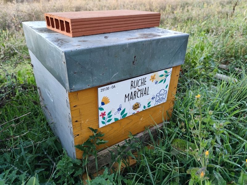 La ruche Marchal