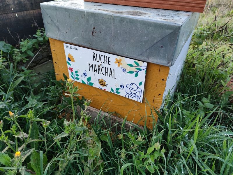 La ruche Marchal