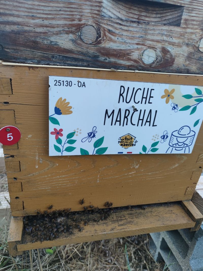 La ruche Marchal