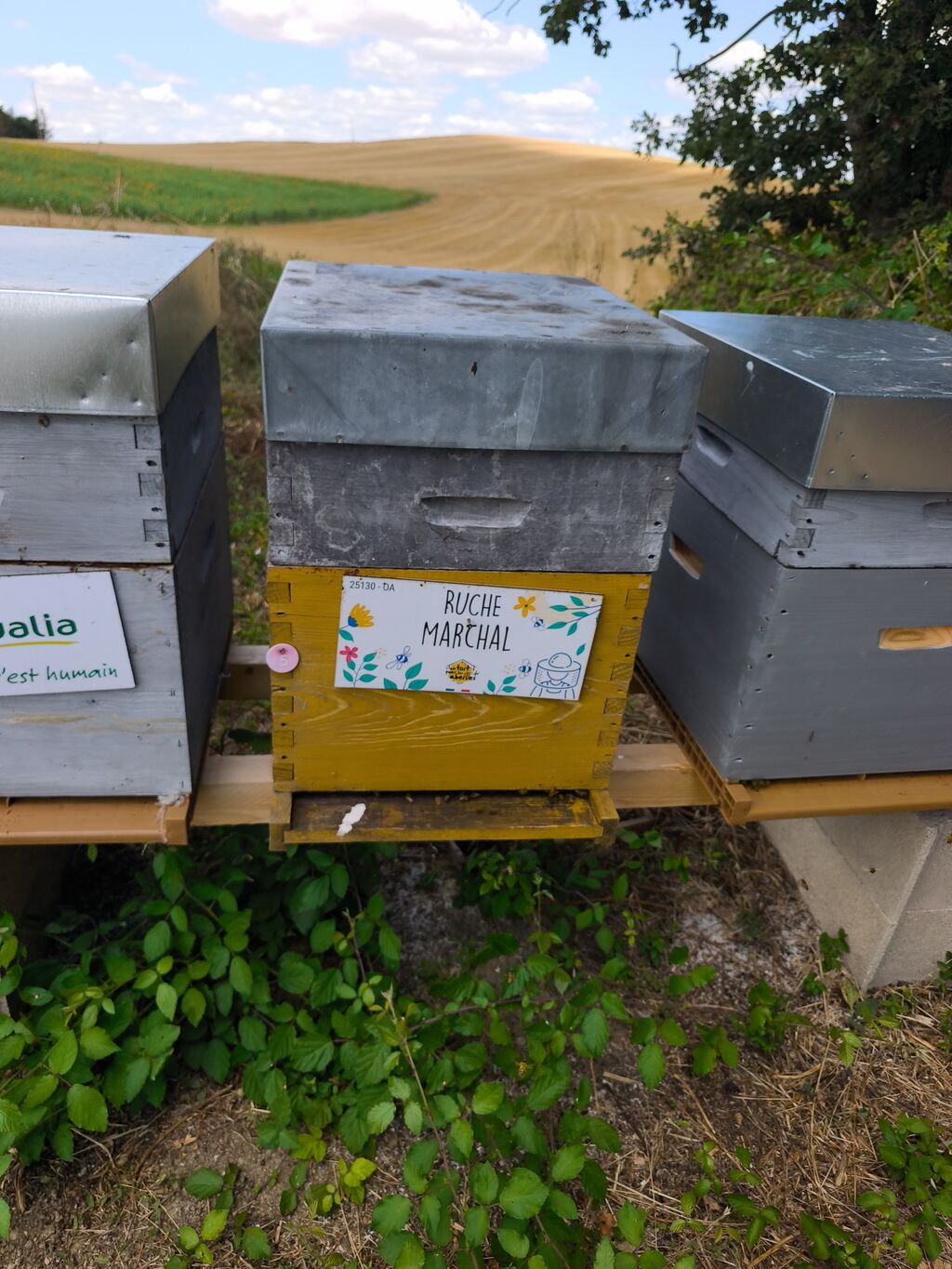 La ruche Marchal