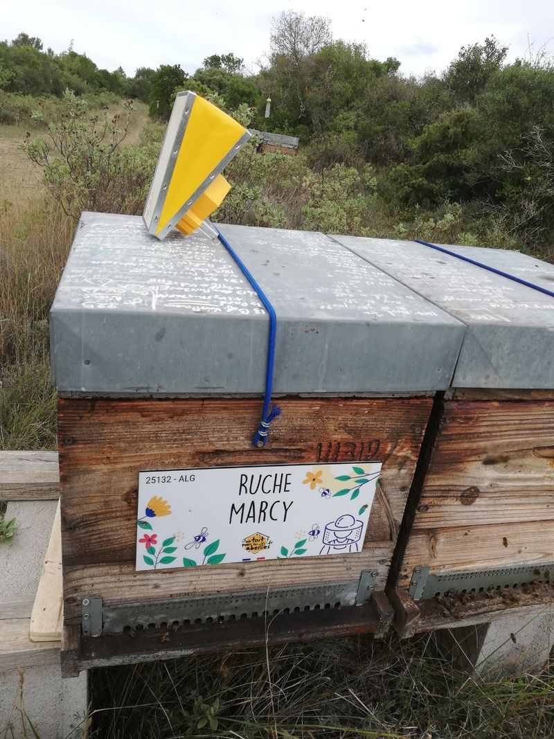 La ruche Marcy