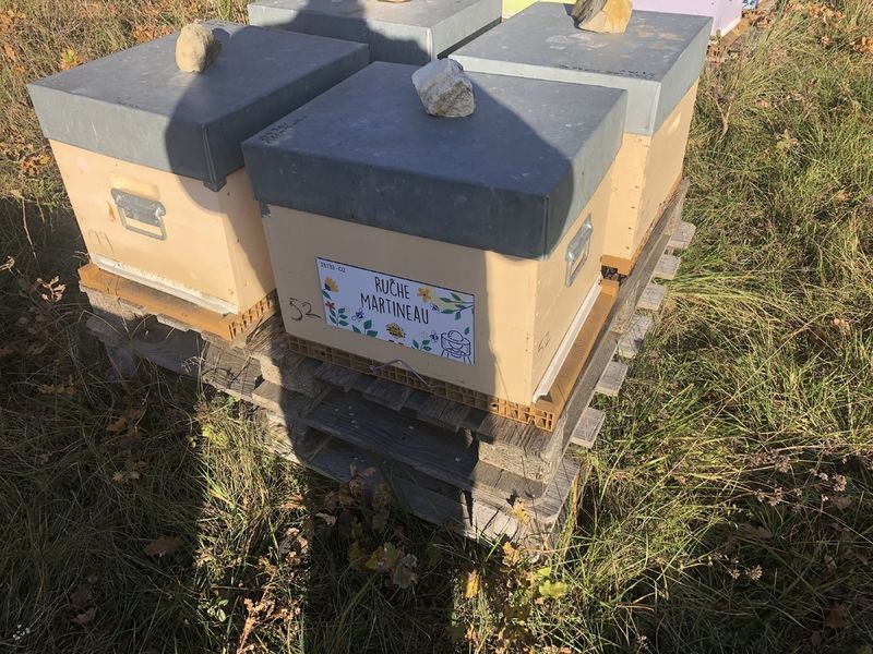 La ruche Martineau