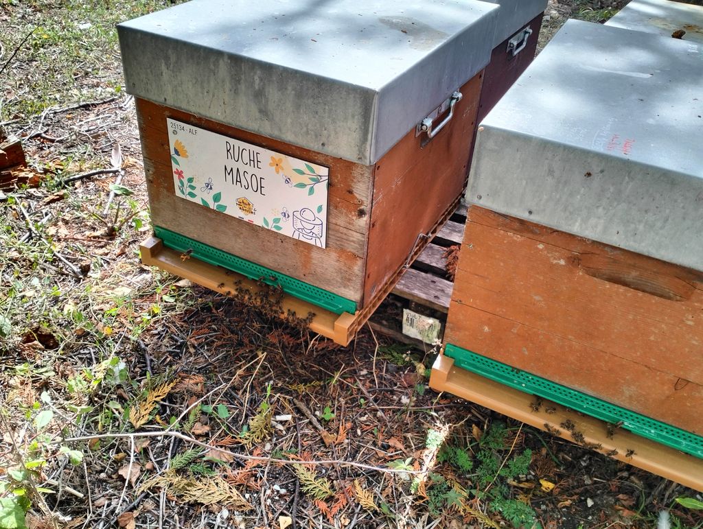 La ruche Masoe