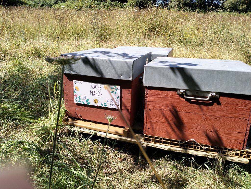La ruche Masoe