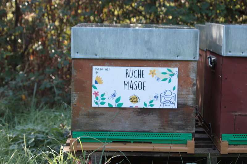 La ruche Masoe