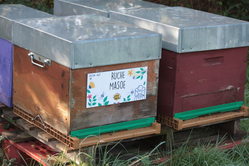 La ruche Masoe