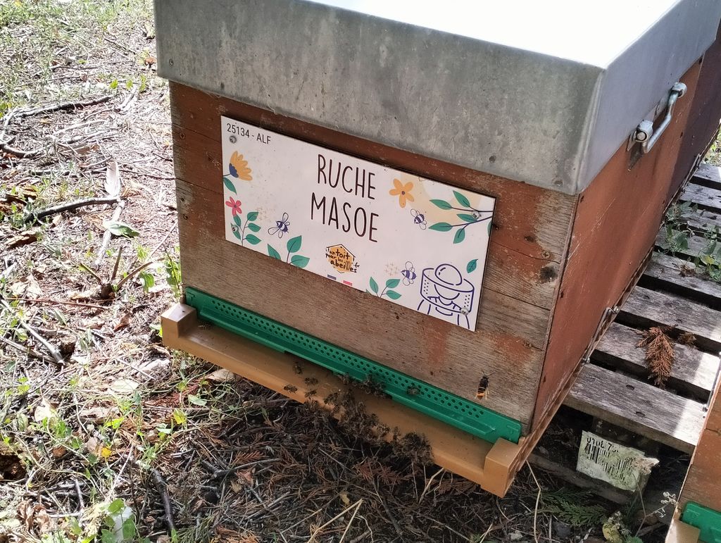 La ruche Masoe