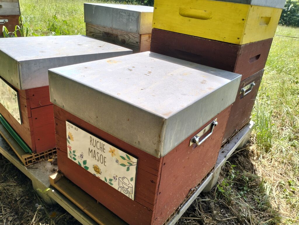La ruche Masoe