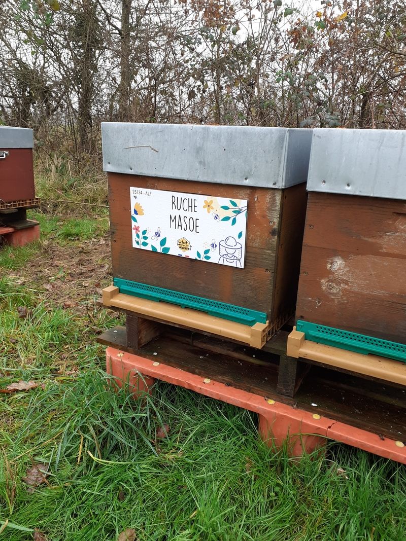 La ruche Masoe