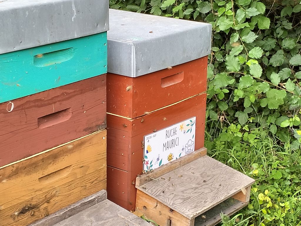 La ruche Maurici