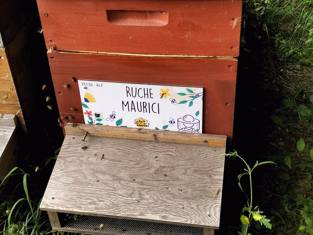 La ruche Maurici