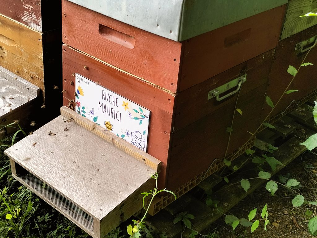 La ruche Maurici