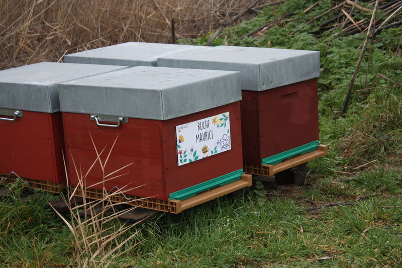 La ruche Maurici