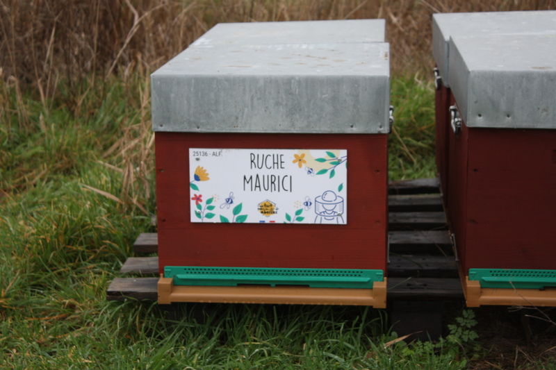 La ruche Maurici