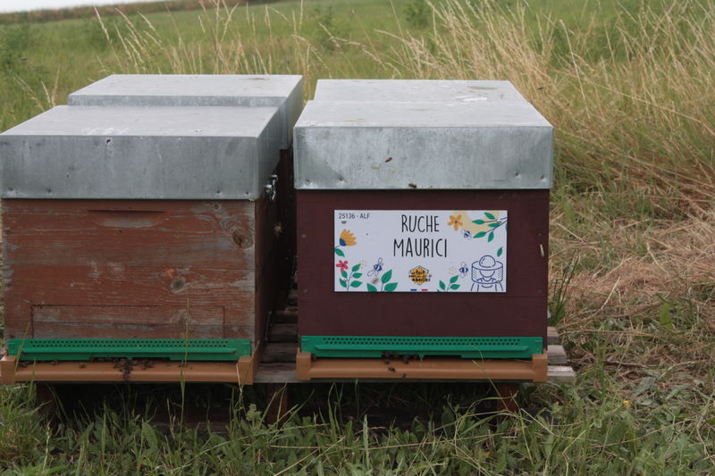 La ruche Maurici