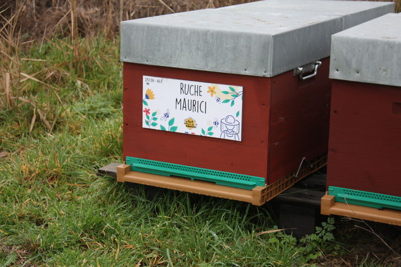 La ruche Maurici