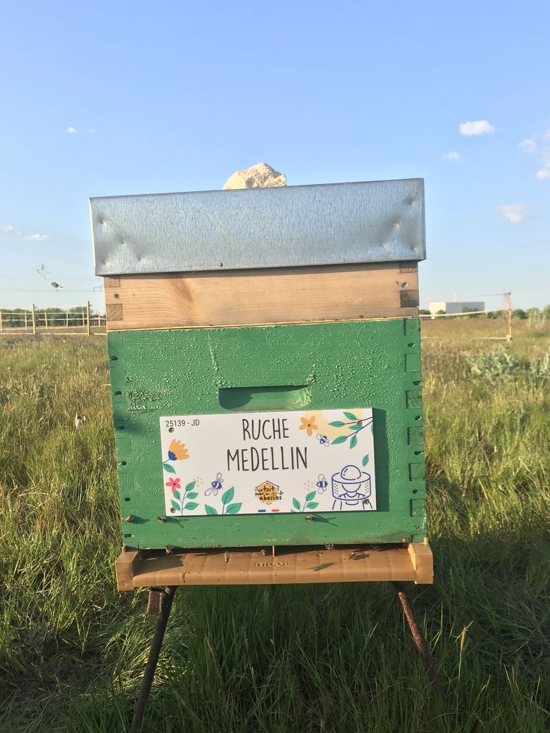 La ruche Medellin