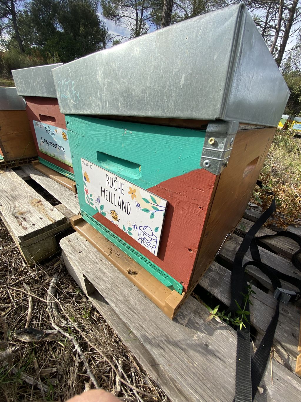 La ruche Meilland