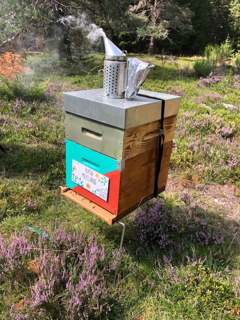 La ruche Meilland