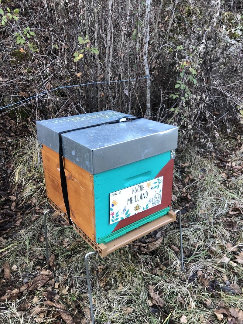 La ruche Meilland