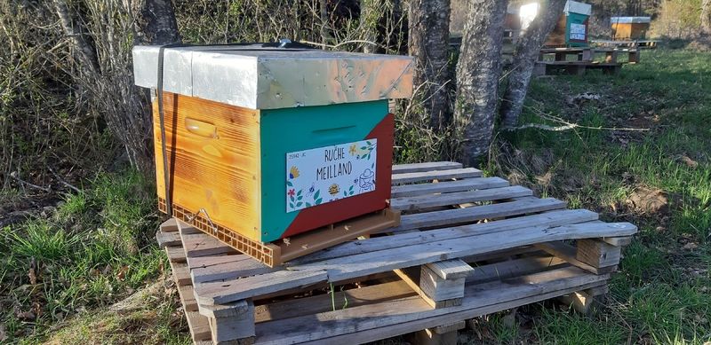La ruche Meilland