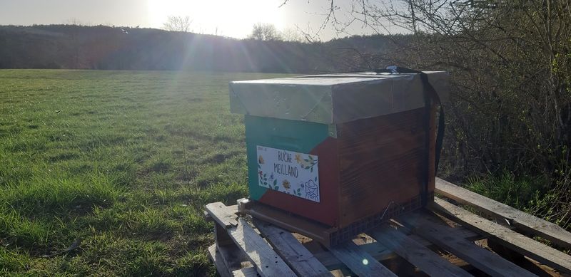 La ruche Meilland
