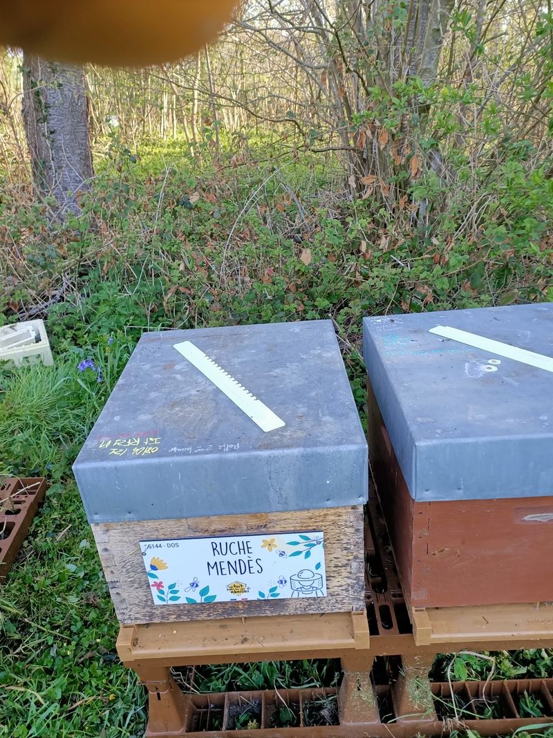 La ruche Mendès