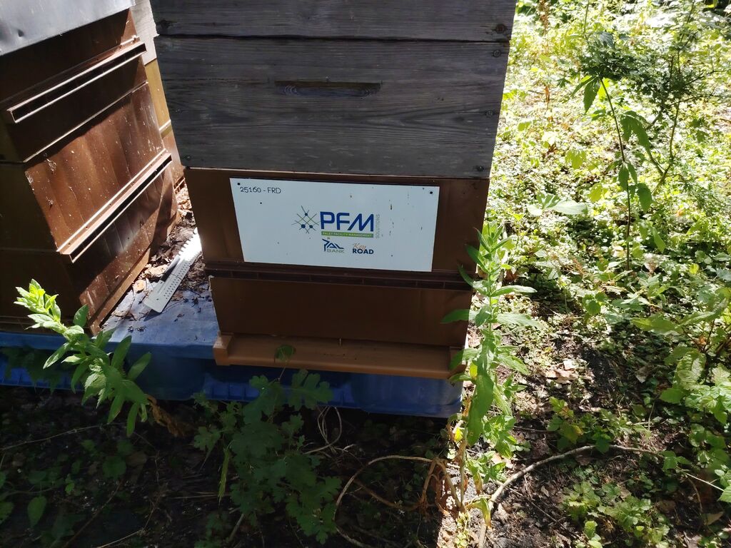 La ruche Pfm-solutions