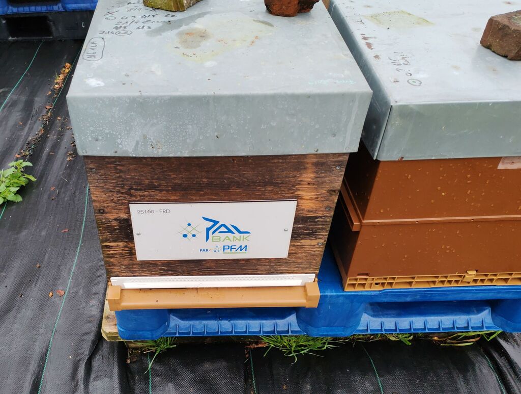 La ruche Pfm-solutions