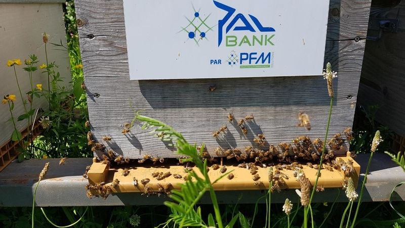 La ruche PFM-Solutions